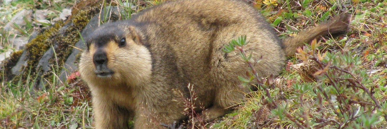 カザラクーン banner