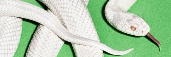 ShortTheFOMO Profile Banner