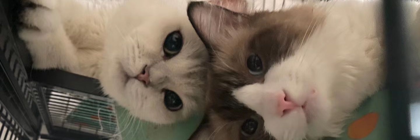 coldmingyi's profile banner image