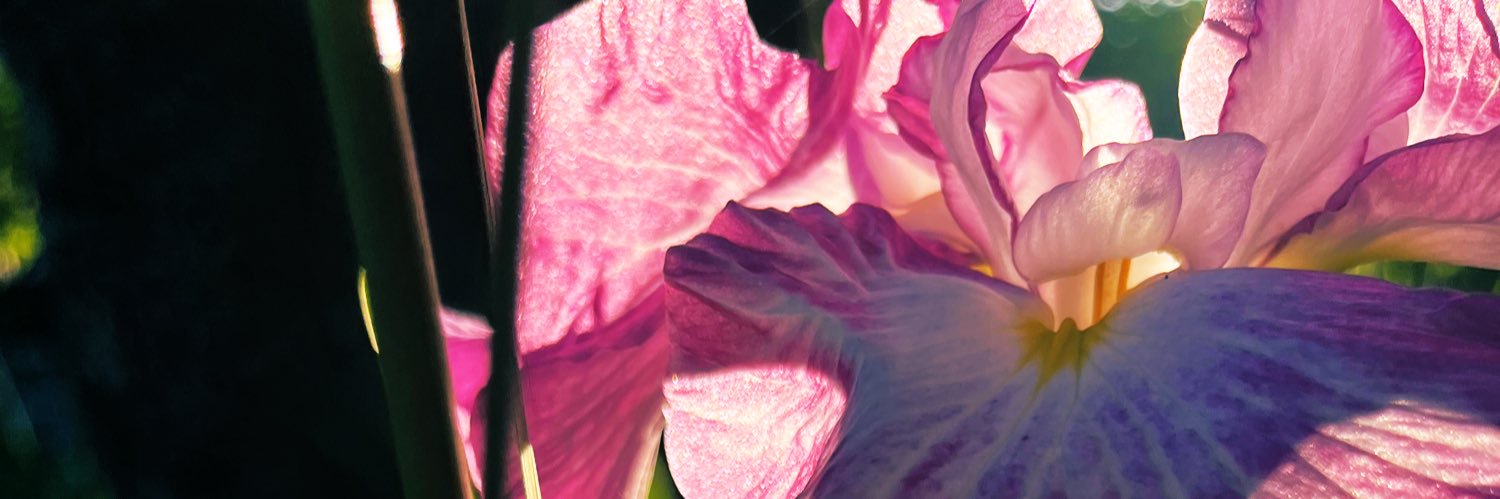 giraffe_iris's profile banner image