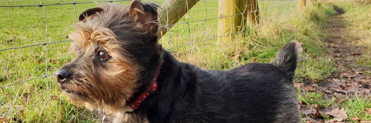 Bo-Boes the mini Bear Cub 🌈🐾💛💖🧡🥀💙 banner