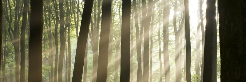 shylanstewart's profile banner image
