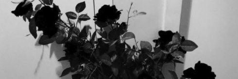 anniightingale's profile banner image