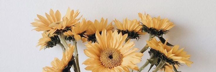 allyycatt3's profile banner image