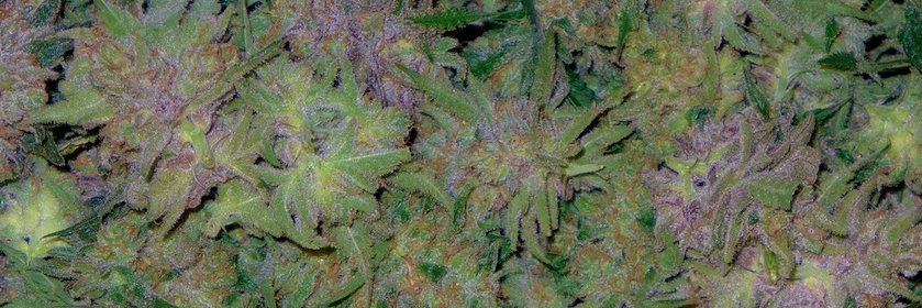 OrganicDenver's profile banner image