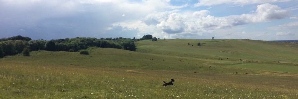 JakeTheWoof's profile banner image