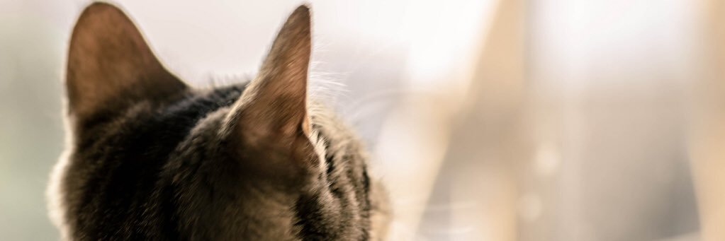 窓際catのﾖｼｺｻﾝ🤓🔤FF🐰🍊 banner