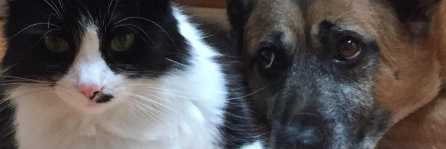 luckwagon's profile banner image