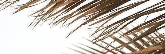 chealseaocampo's profile banner image