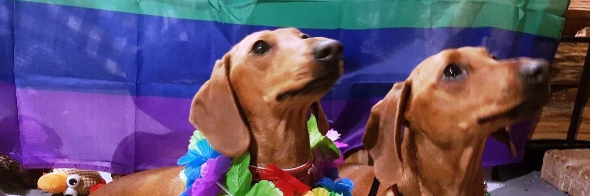PridePuppers's profile banner image