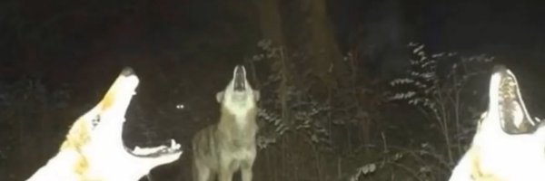 Hxzeroone Profile Banner