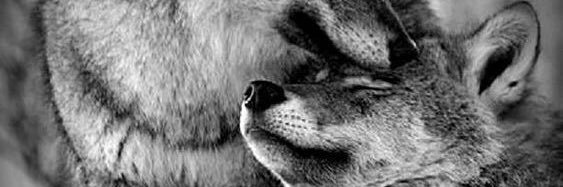 Els banner
