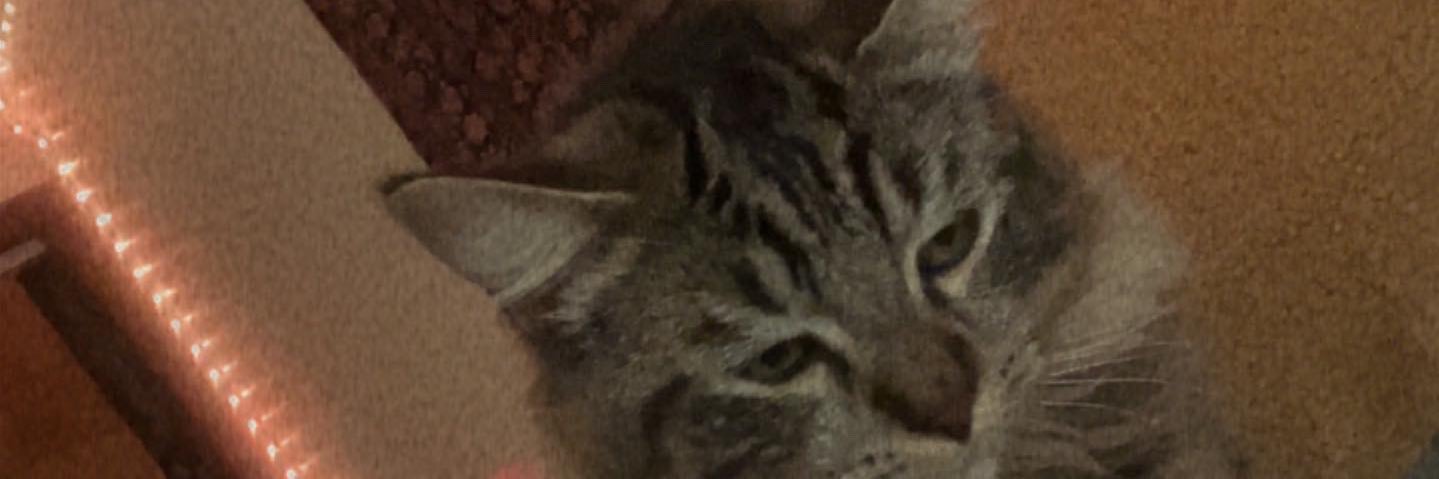 maddystrough's profile banner image