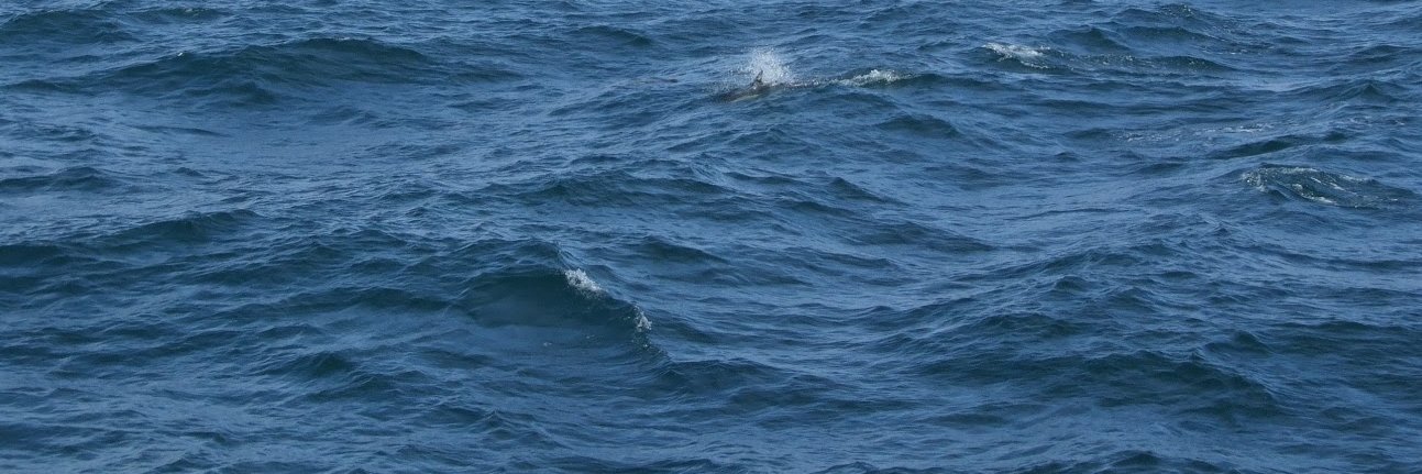 Phishing Alert banner