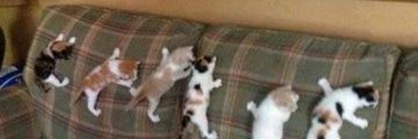 dwhTowson Profile Banner