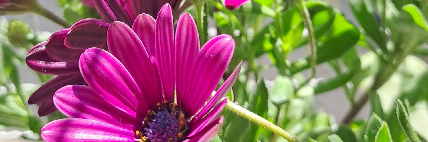 FlorMalgarini's profile banner image