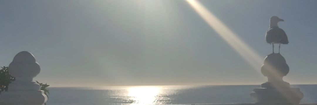 elevifer98's profile banner image