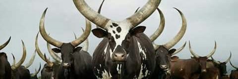 CarlosYepesFG's profile banner image