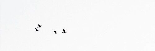 MJSHO0RI's profile banner image