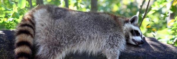 Pache_Riggs Profile Banner