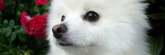 daru_chan's profile banner image