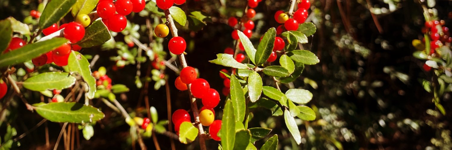 KEYONA M TASSIN banner