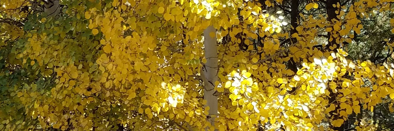 andrew_cindi's profile banner image