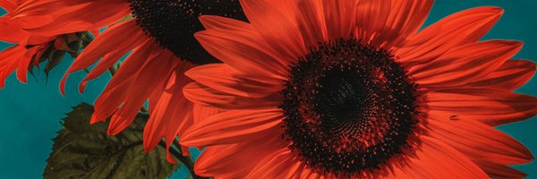 salloant Profile Banner