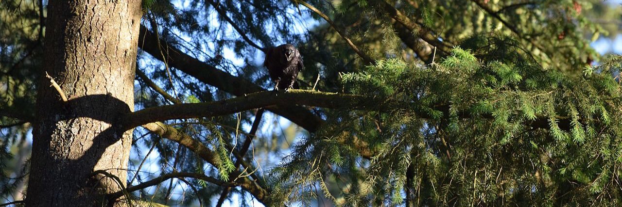 Billy YumYum 2by II banner