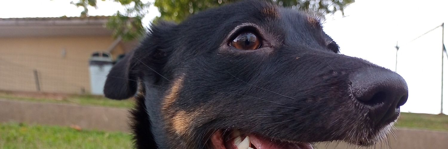 gasparleoo's profile banner image