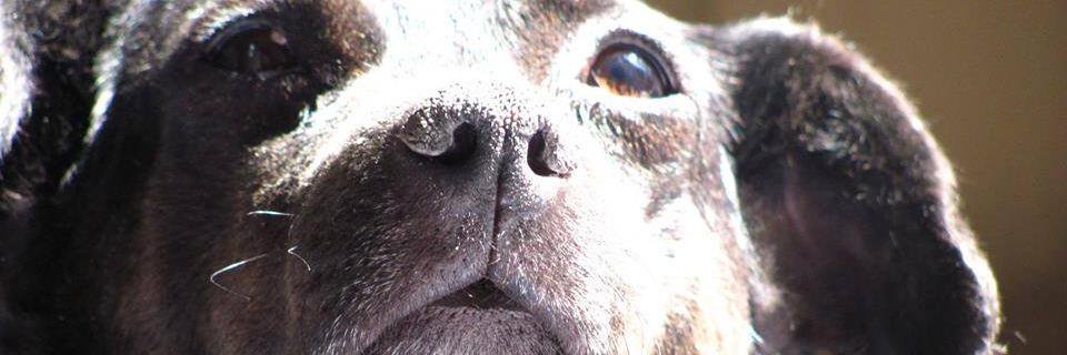 Antaea_f's profile banner image