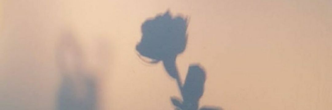 NellyAlvz's profile banner image