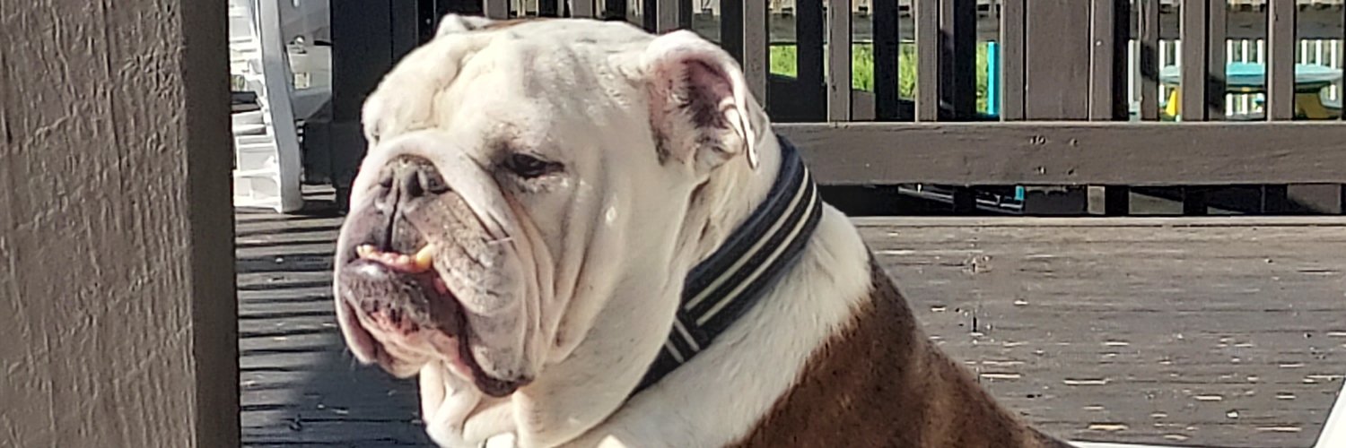 yellowbelly8's profile banner image