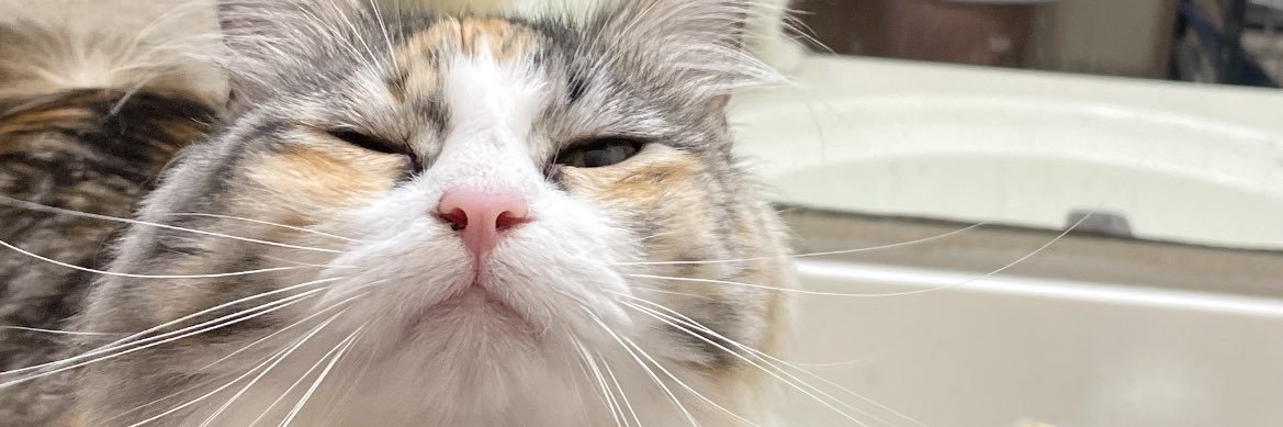 ssamsweetman's profile banner image