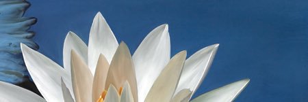 Paola Gonzalez banner