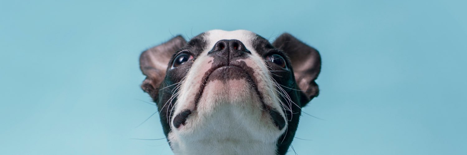 denverpetpics's profile banner image