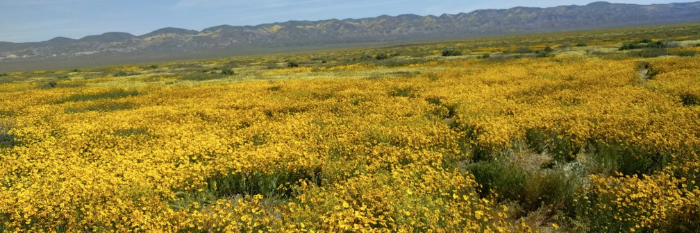 Estrella (Es-stray-uh) Beroff banner