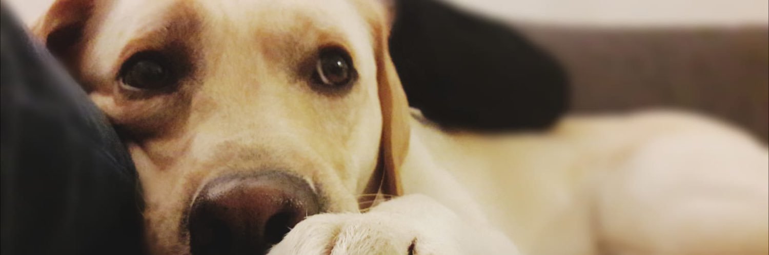 Dr. Daniel Harasim banner