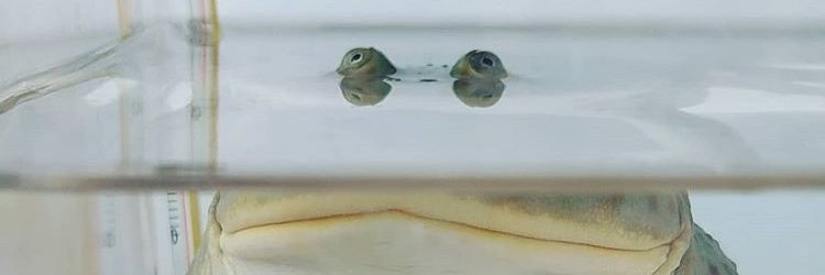 Qupor banner