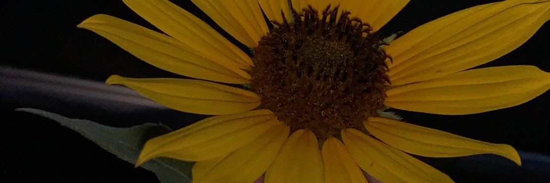 taylor_rae98's profile banner image