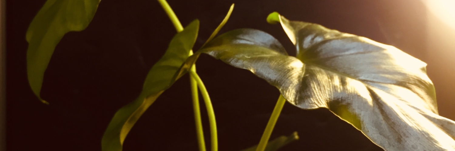 SHaqayeqStudio's profile banner image