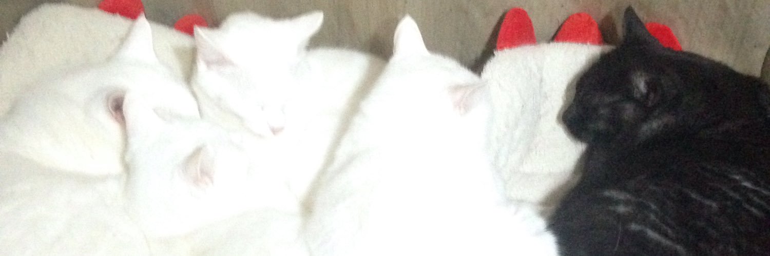 nekoppi's profile banner image