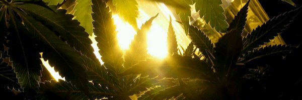 HerveRed Profile Banner