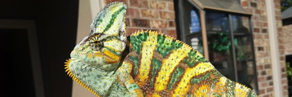 hellzxcajun Profile Banner