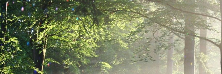 EliseCarroll banner