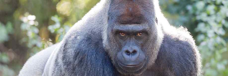 thesilverback23's profile banner image