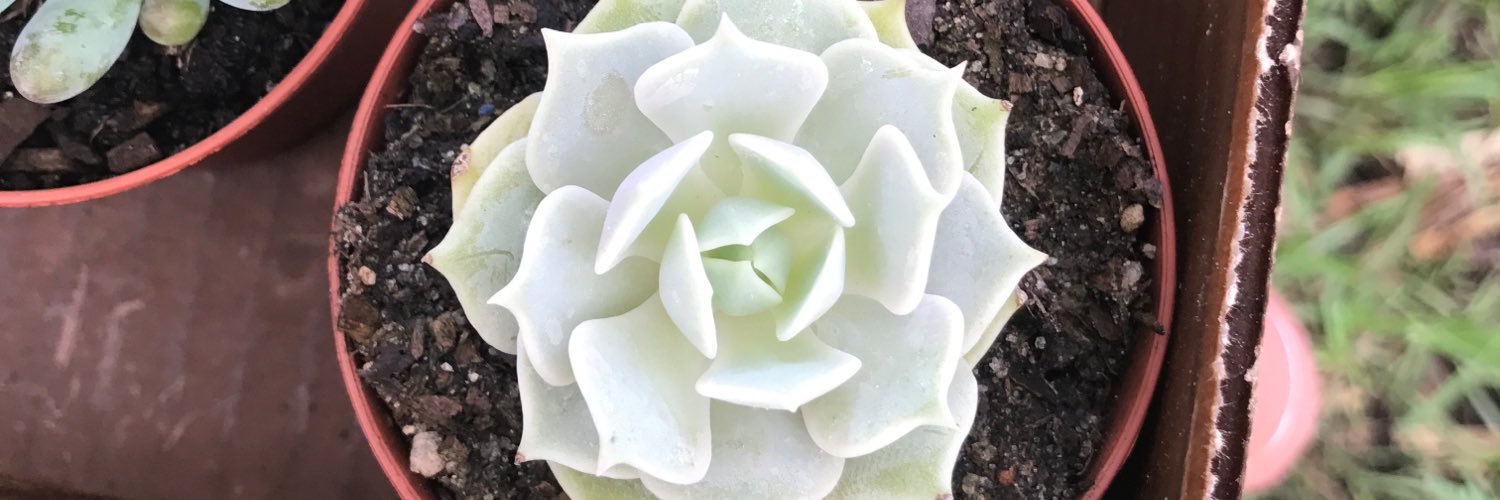 MindyLuu1's profile banner image
