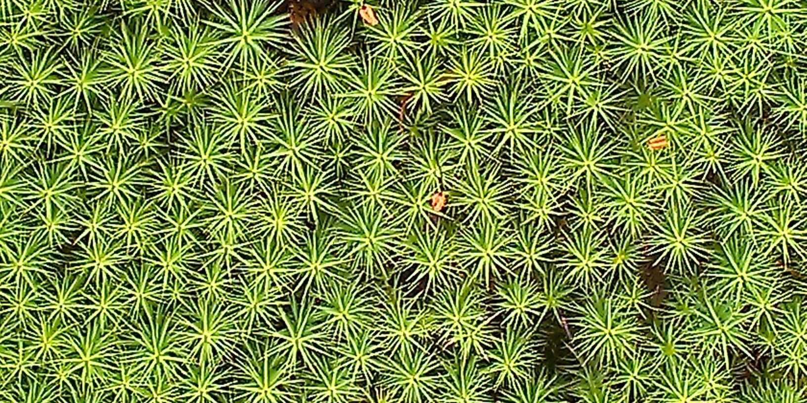 line gry knudsen banner