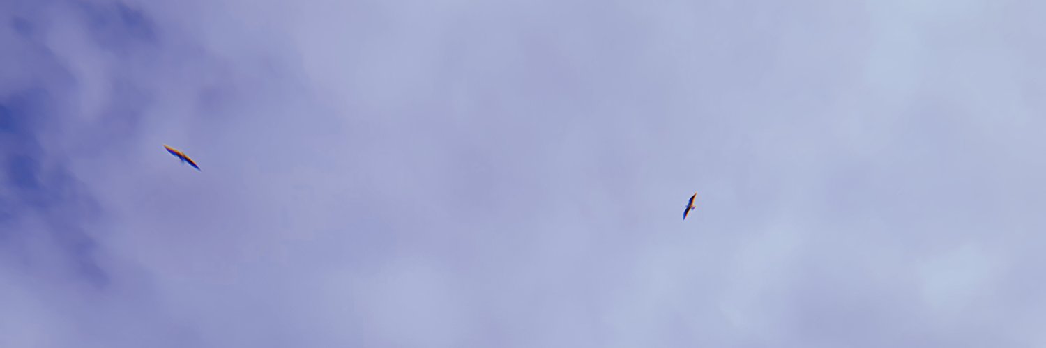 Alessandra Rincon banner