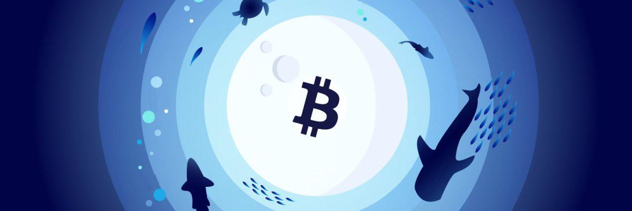 Whalebot Web3 banner